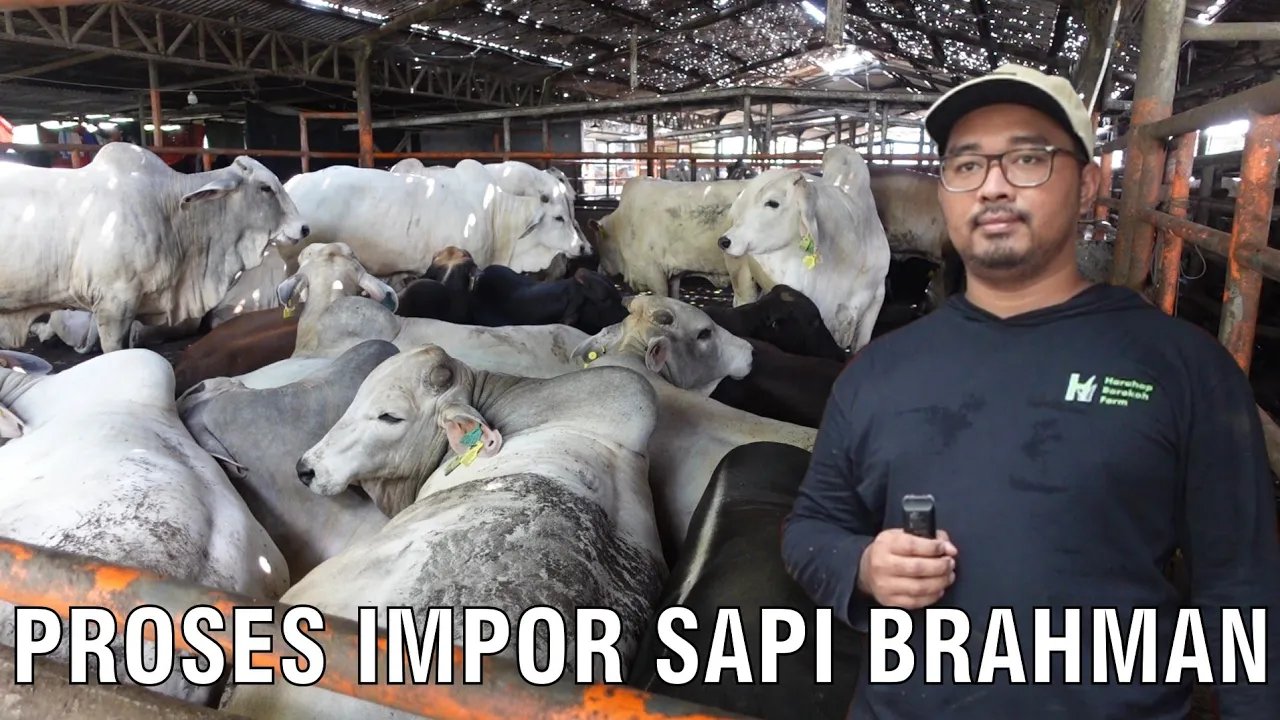 
                                 Proses-Impor-Sapi-Brahman